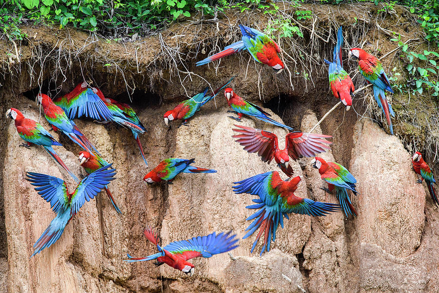 Red-and-green Macaw Flock Feeding, Peru-bolivia Border Photograph by ...