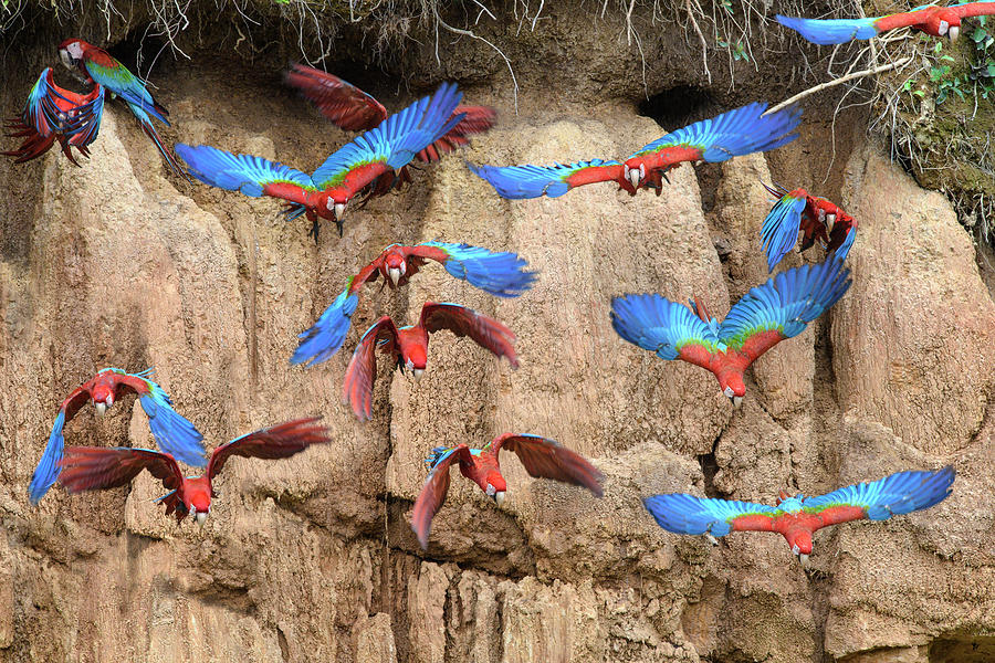 Red And Green Macaw Flock Flying Amazonia Peru Photograph By Nick