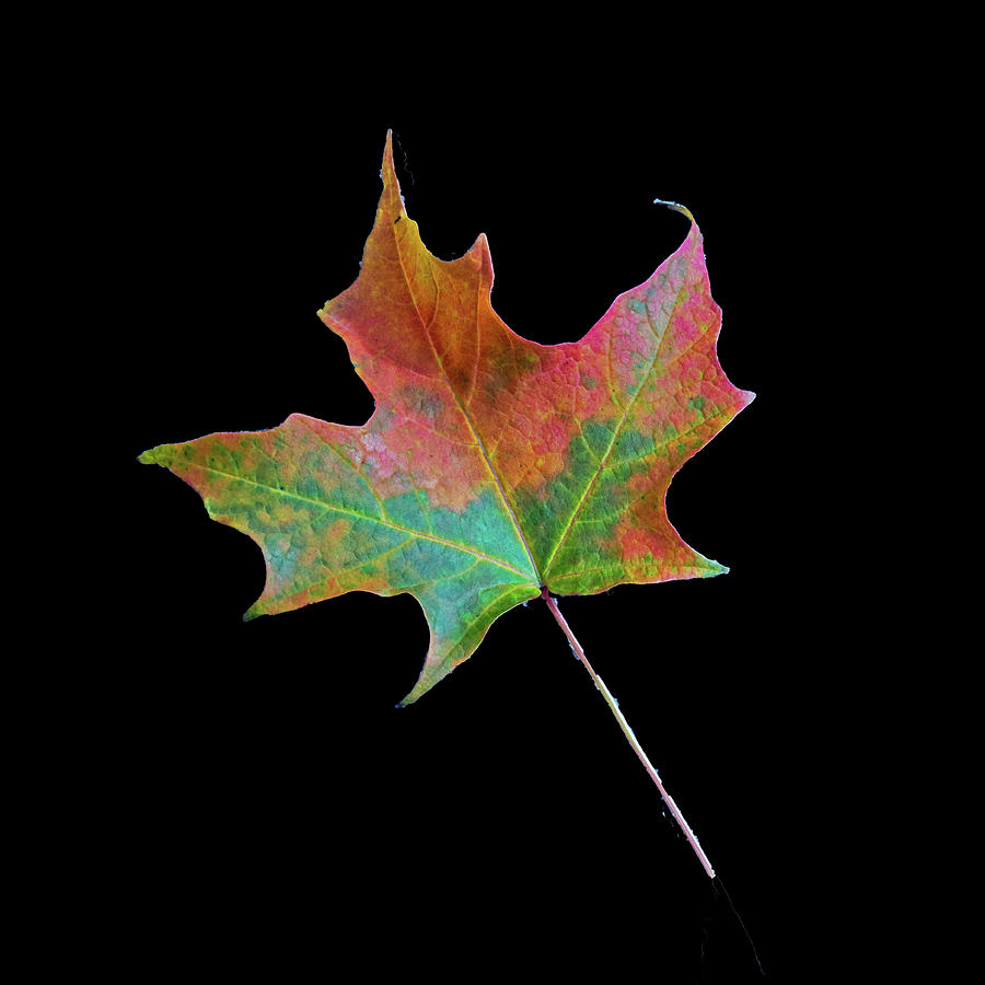 Red and Green Maple Leaf Photograph by Ira Marcus