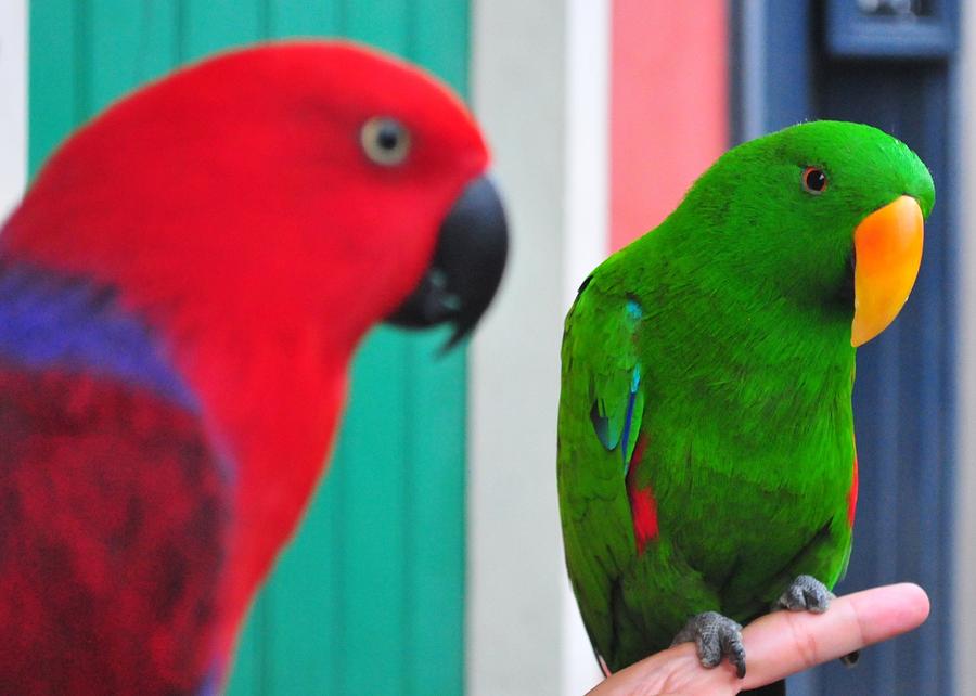 Red And Green Eclectus Parrots In New Orleans Louisiana Photograph by Michael Hoard