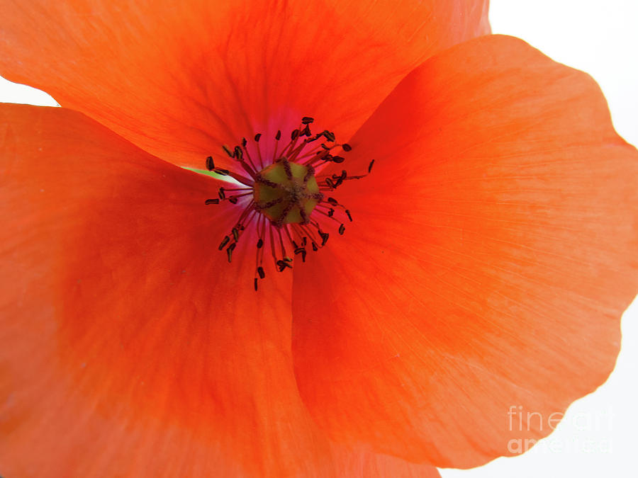 Red and Orange Color Poppy Flower by Christy Garavetto Red and Orange Color Poppy Flower by Christy Garavetto