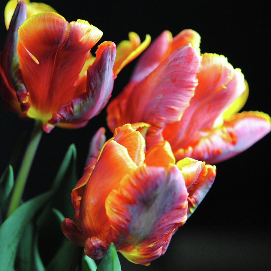 Red And Orange Tulips Photograph