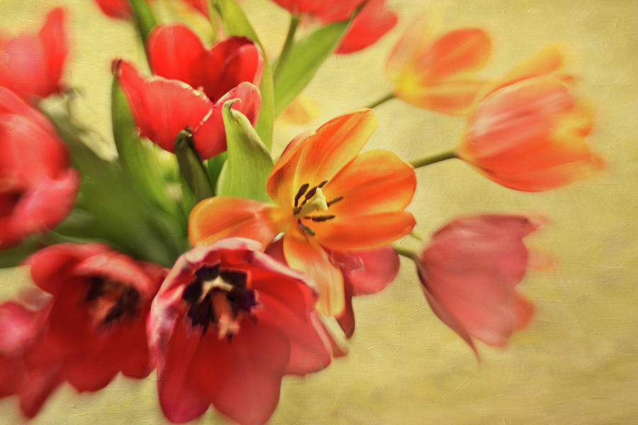 Red And Orange Tulips On Golden Yellow Photograph by Lynda Murtha