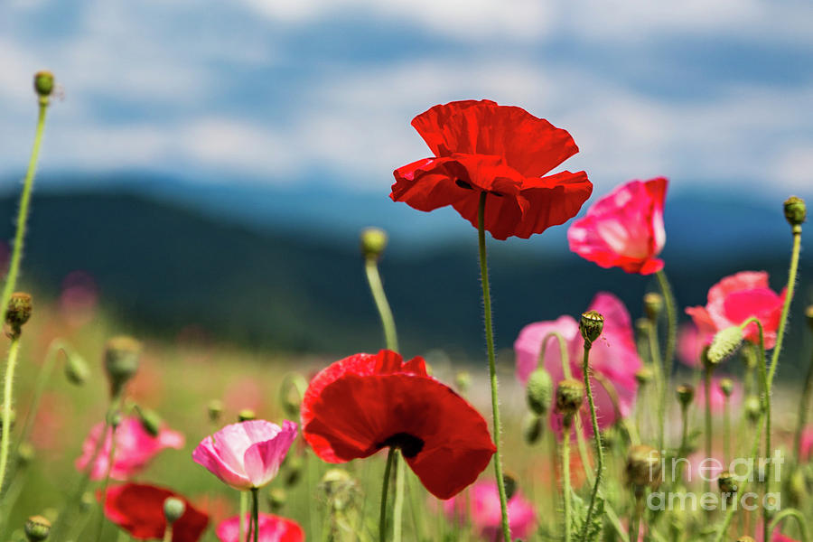 Red and Pink Poppies Photograph by Lisa Lemmons-Powers