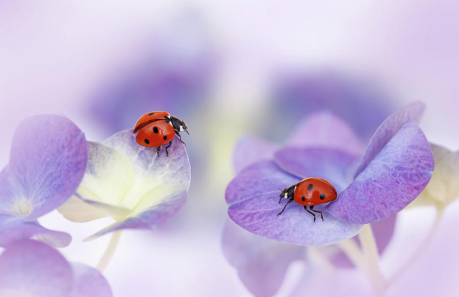 Flower Photograph - Red And Purple by Ellen Van Deelen