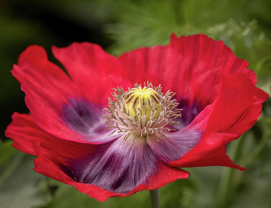 Red and Purple Iceland Poppy 9483 by TL Wilson Photography Photograph by Teresa Wilson