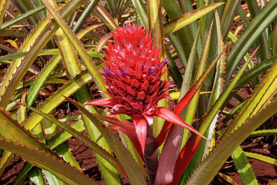 Red and Purple Pineapple Photograph by Anthony Jones