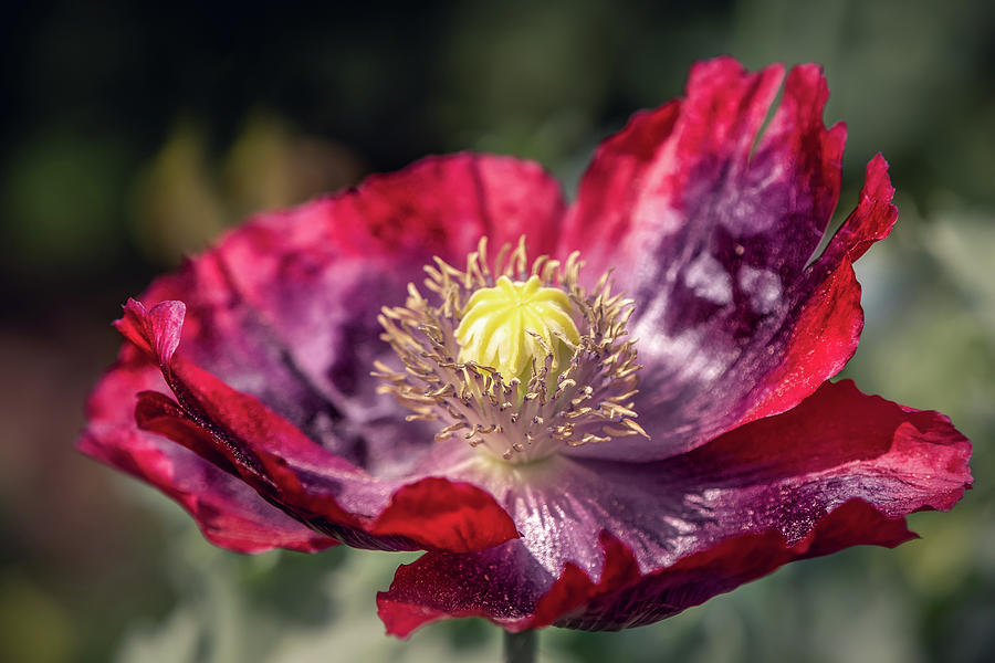 Red and Purple Poppy by TL Wilson Photography Photograph by Teresa Wilson