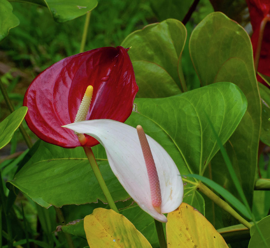 Red and White Anthuriums Photograph by Doug Davidson