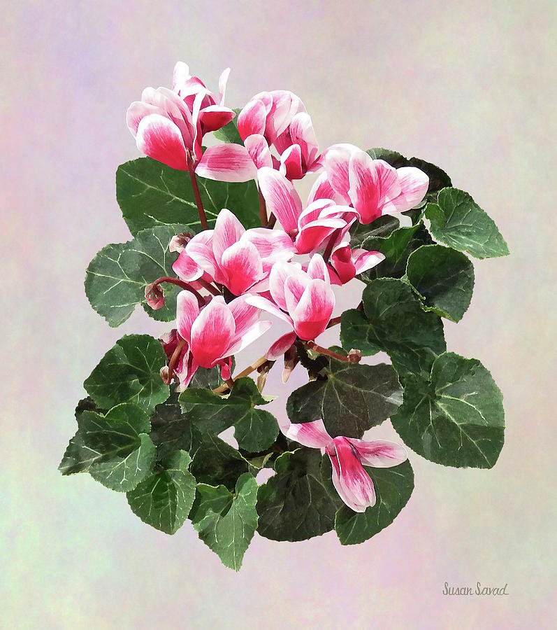 Red and White Cyclamen Photograph by Susan Savad