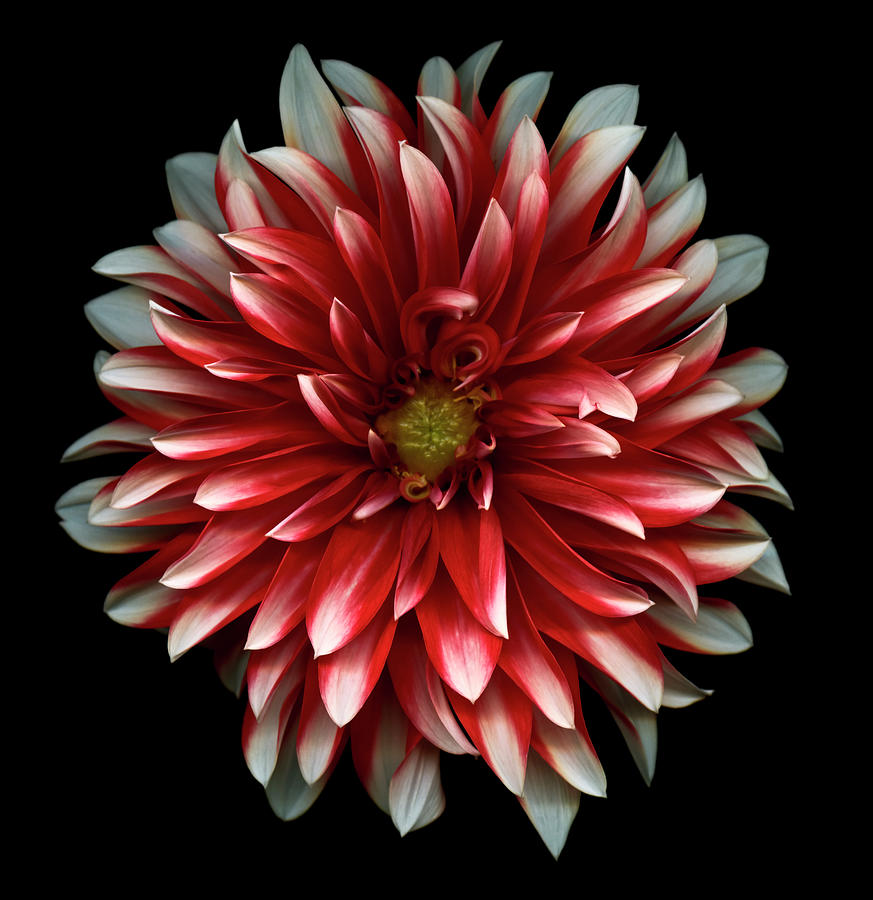 Red And White Dahlia Photograph by Ogphoto