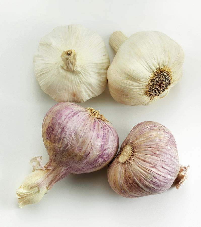 Red And White Garlic Photograph by David Bishop Inc.