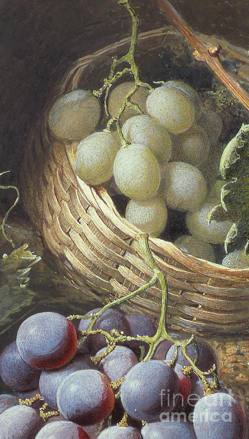 Red and White Grapes Painting by Frederick Thomas Baynes