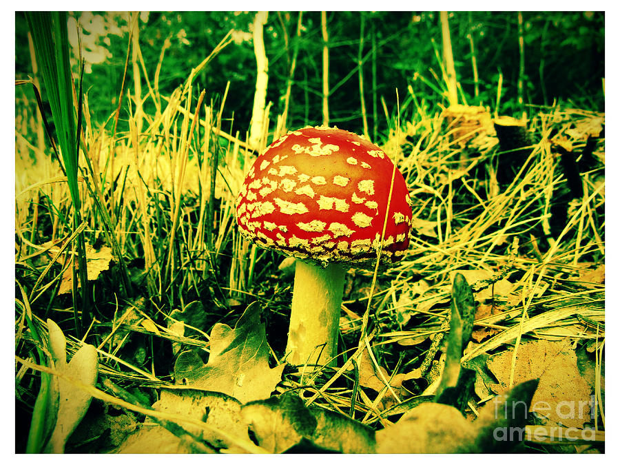 Red and White by Jurgen Huibers Red and White by Jurgen Huibers