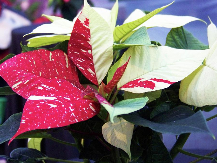 Red and White Poinsettia Photograph by Julie Rauscher