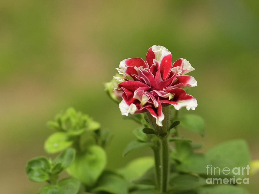 Red And White Striped Double Petunias Photograph by Dorothy Lee