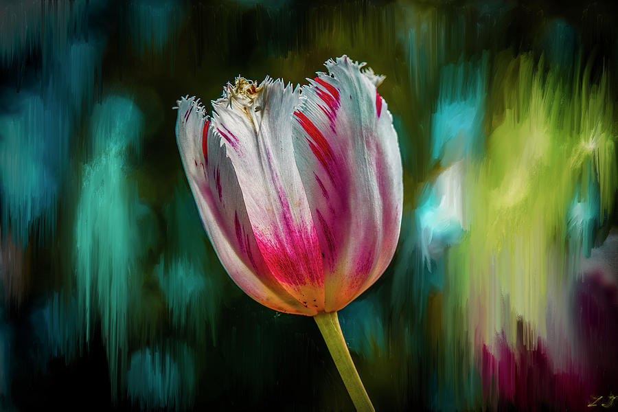 Red and White tulip #i8 Mixed Media by Leif Sohlman