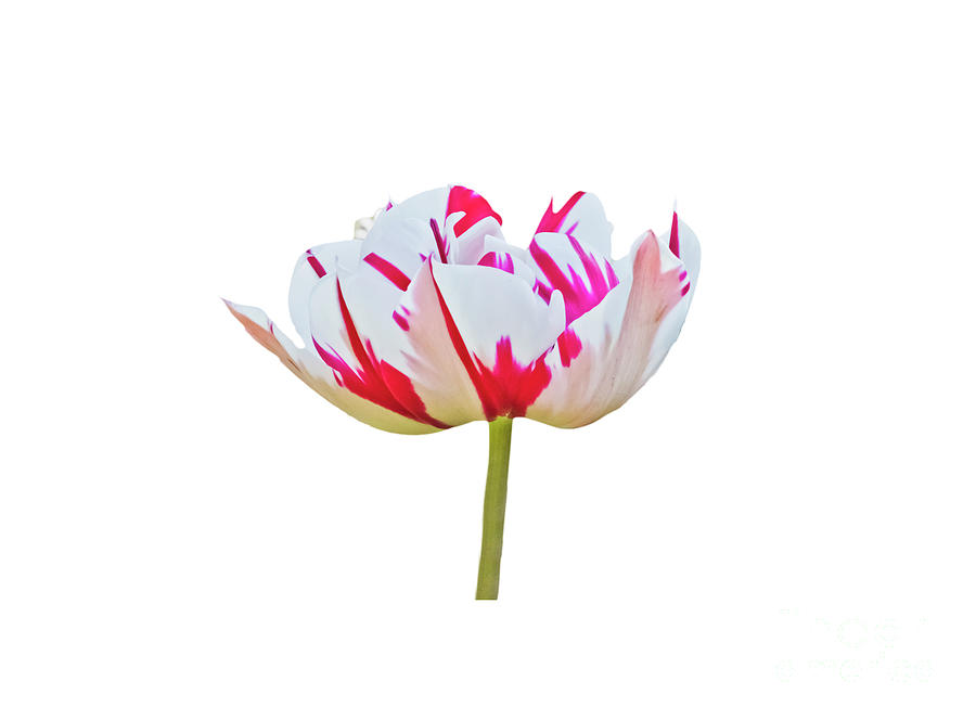 Spring Photograph - Red and White Tulip on a transparent background by Terri Waters