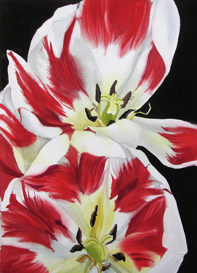 Red And White Tulips Painting by Alfred Ng