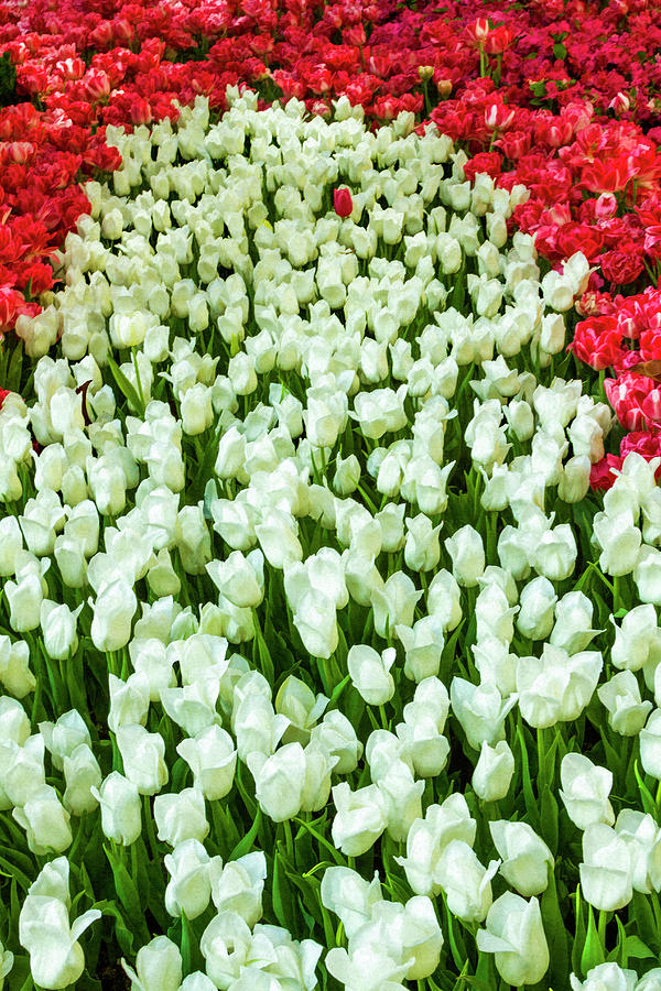 Red and White Tulips Bed Photograph by Bonnie Follett