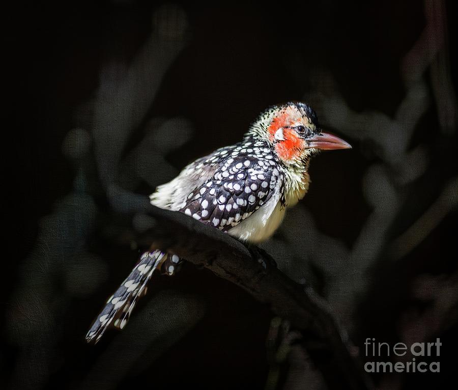 Red-and-yellow Barbet Photograph by Eva Lechner