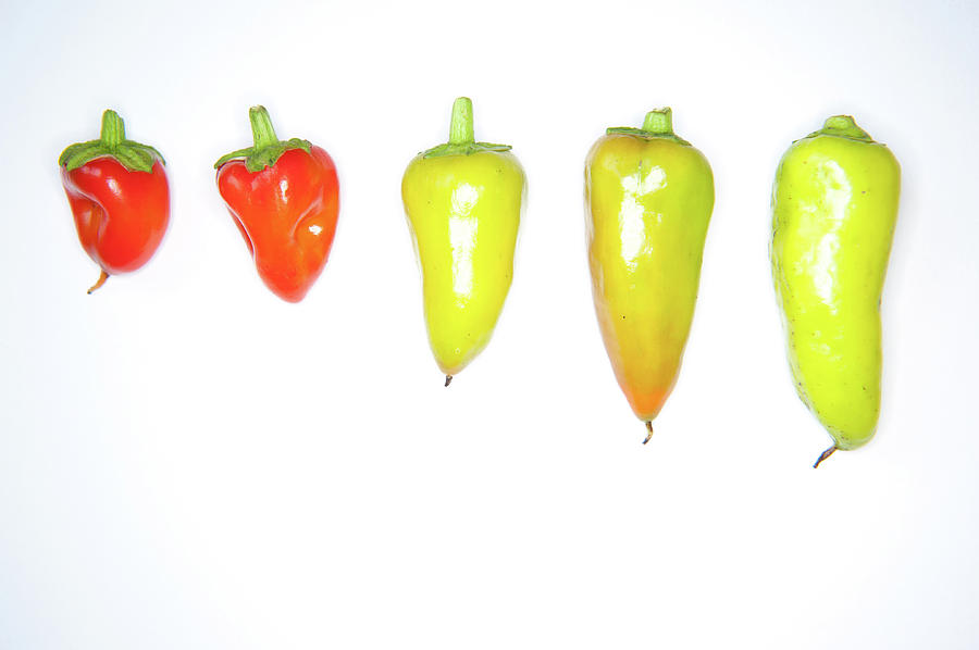 red and Yellow Chilies Lined Up Photograph by Helen Jackson