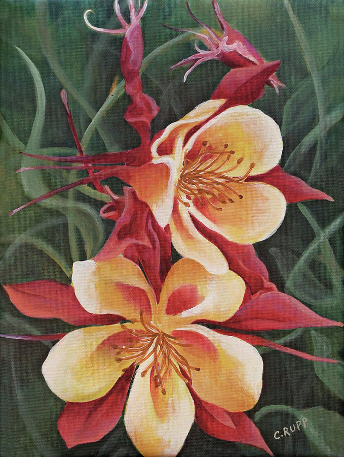 Flower Painting - Red And Yellow Columbine by Carol J Rupp