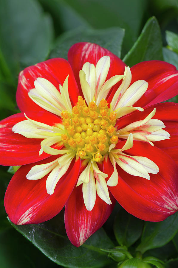 Red And Yellow Dahlia Blossom Photograph by Alan Majchrowicz - Pixels