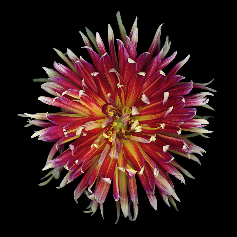 Red And Yellow Dahlia Isolated On Black Photograph by Ogphoto