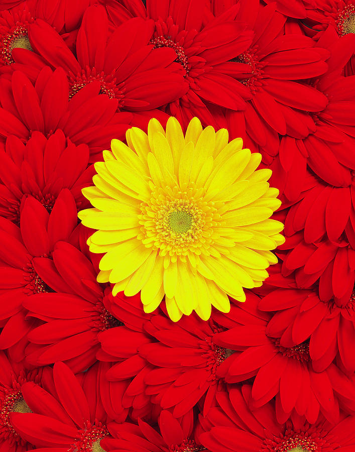 Red And Yellow Daisies Photograph by Davies And Starr