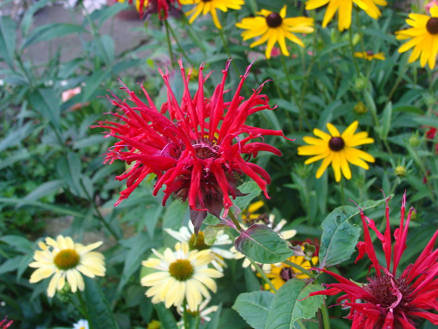 Red and Yellow Flowers Photograph by Anthony Seeker