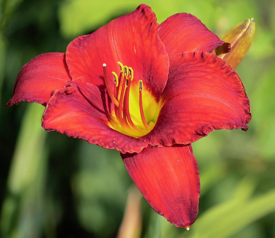 Red and Yellow Lily 2019 Photograph by Thomas Young