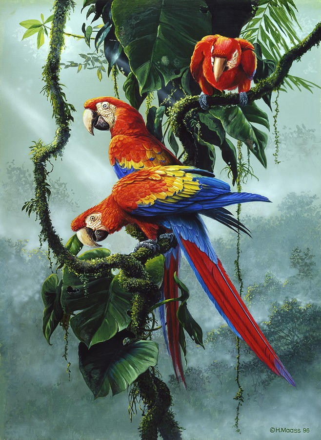 Macaw Painting - Red And Yellow Macaws by Harro Maass