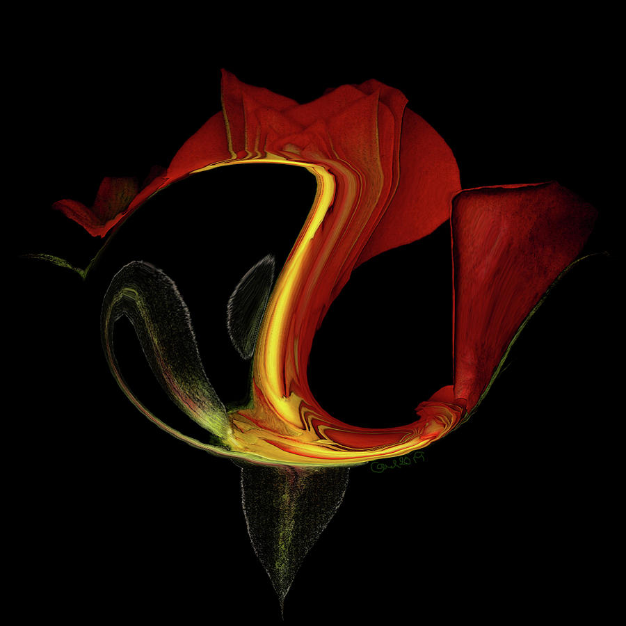 Red and Yellow Rose VI by Carel Schmidlkofer Red and Yellow Rose VI by Carel Schmidlkofer