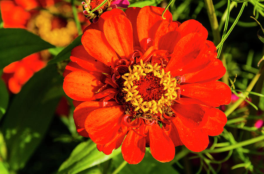 Red and Yellow Stunner by Paul Croll Red and Yellow Stunner by Paul Croll