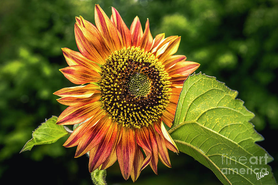 Red And Yellow Sunflower Photograph
