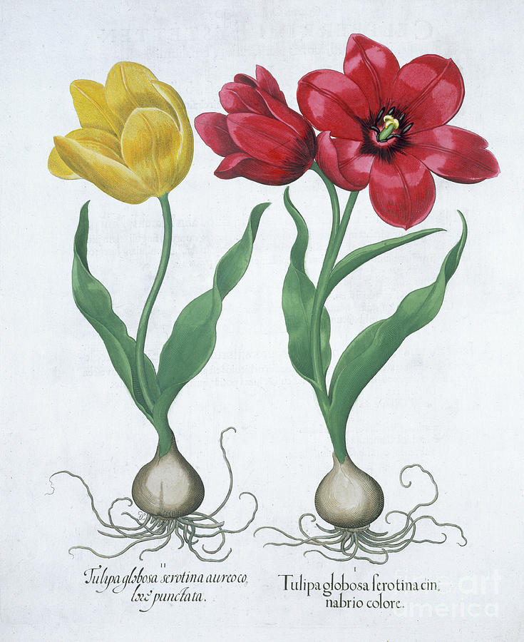 Red And Yellow Tulip 1613 Drawing by Heritage Images