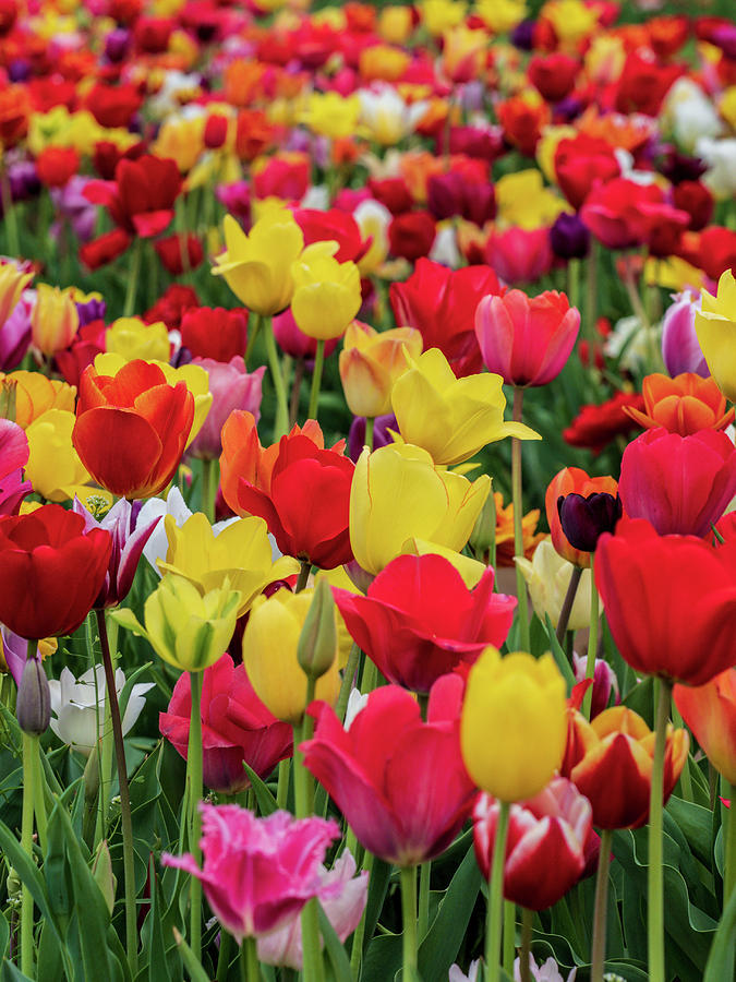 Red and Yellow Tulips Photograph by Louis Dallara