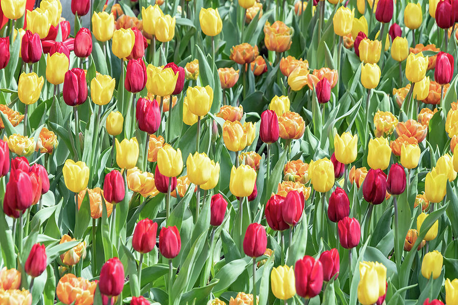 Red and Yellow Tulips by Merrillie Redden Red and Yellow Tulips by Merrillie Redden