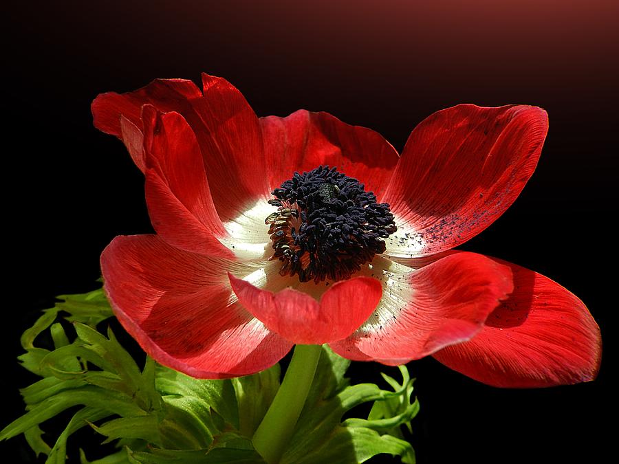 Red Anemone Photograph by Gitpix