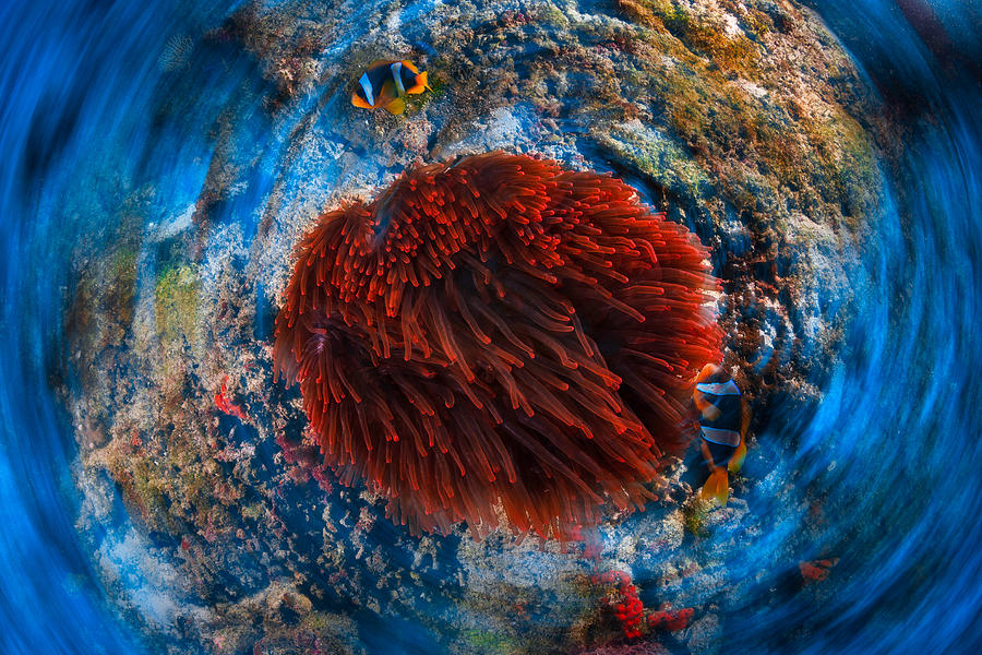 Wildlife Photograph - Red Anemonfish by Barathieu Gabriel