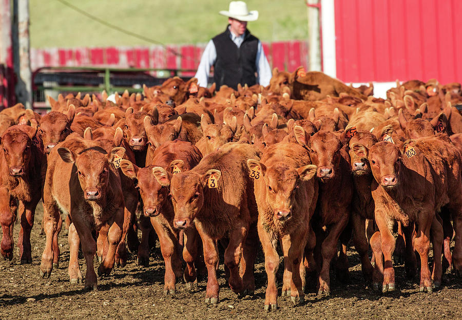 Red Angus Calves Photograph by Todd Klassy