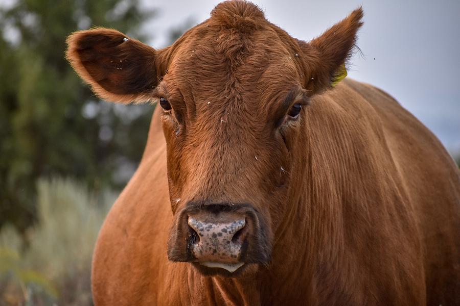 Red Angus Cow Photograph by Riley Bradford - Pixels