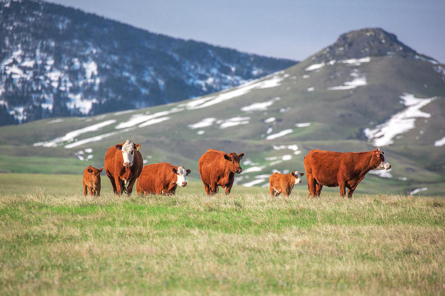 Red Angus Herd Photograph by Todd Klassy
