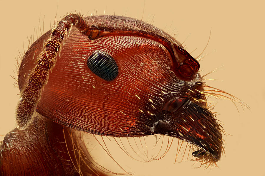 Ant Photograph - Red Ant Portrait by William Banik