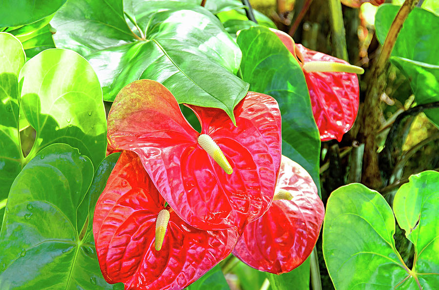 Red Anthurium Photograph by David Lawson