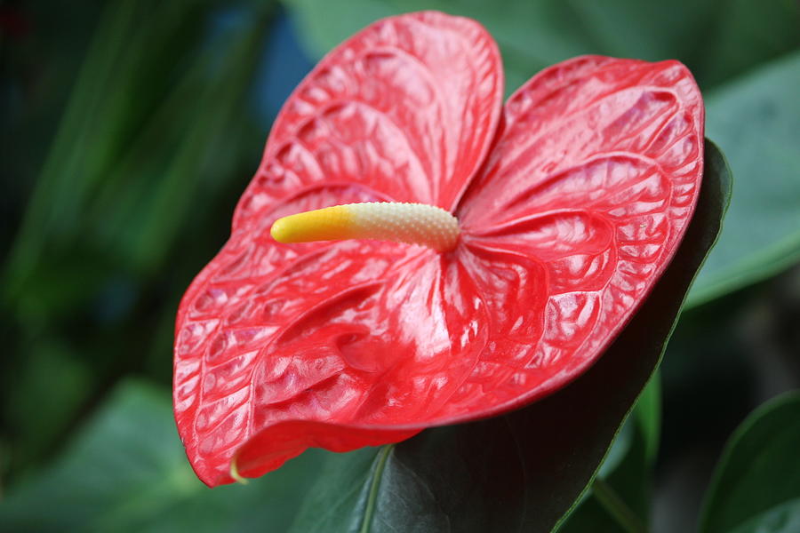Red Anthurium Photograph by Jewels Hamrick