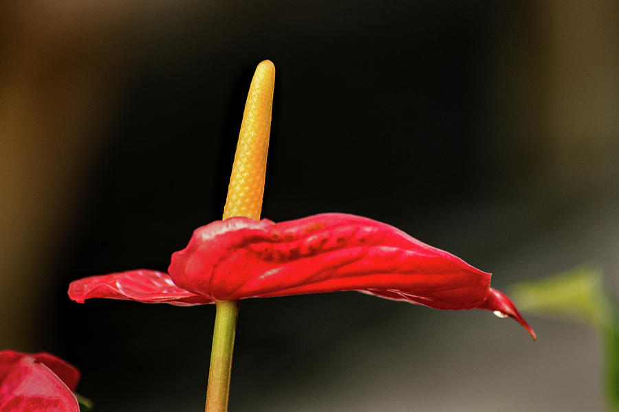 Red Anthurium Profile Photograph by Don Johnson
