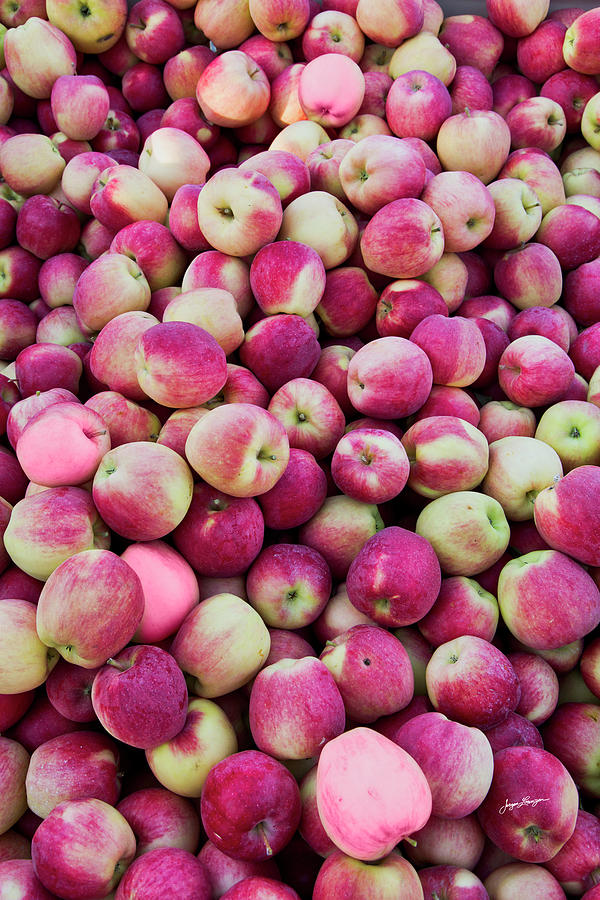Red Apple Harvest Photograph by Jurgen Lorenzen