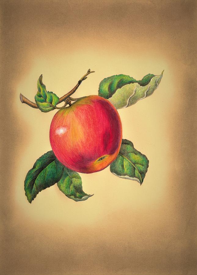 Red apple Drawing by Tara Krishna